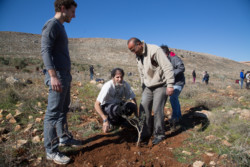 À Douma en Palestine, Israéliens et Palestiniens plantent ensemble des oliviers