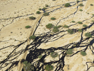 Catastrophe écologique dans le Sud d’Israël