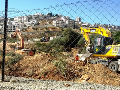 Quand le mur de séparation israélien ravage les oliviers de Crémisan