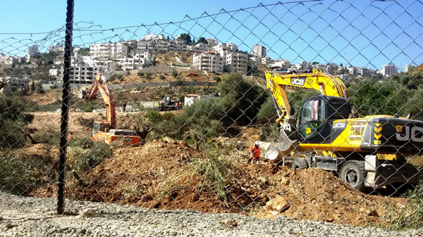 Quand le mur de séparation israélien ravage les oliviers de Crémisan