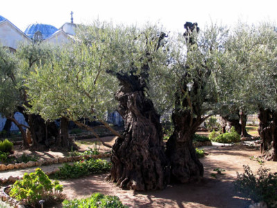 Un nouvel olivier à Gethsémani : celui du pape François