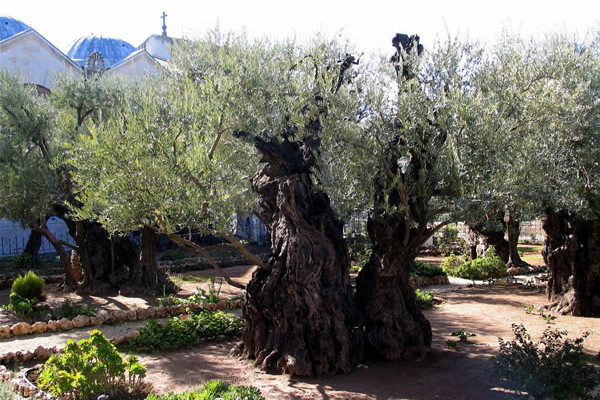 Un nouvel olivier à Gethsémani : celui du pape François