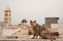 Nourrir les chats de Jérusalem: une fausse bonne idée ?