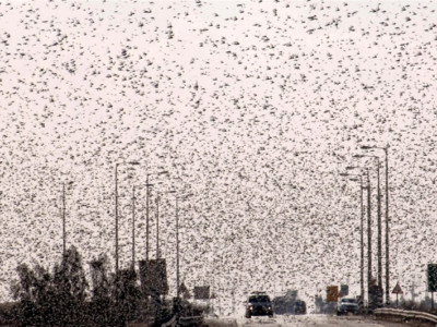 Invasion de sauterelles en Égypte et dans le Néguev