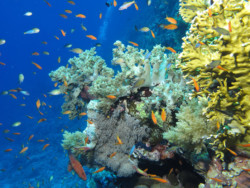 Mer Rouge : huit pays prennent les coraux par les cornes