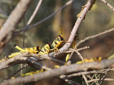 Après l’Arabah, arrivée de sauterelles dans le Golan