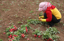 Le poste alimentaire reflète les nombreuses crises au Liban