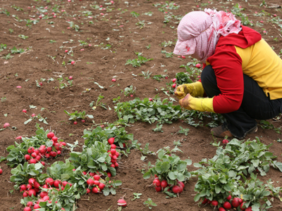 Le poste alimentaire reflète les nombreuses crises au Liban
