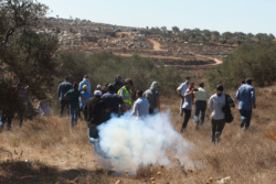 Appel pour une récolte pacifique des olives en Cisjordanie