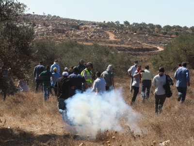 Appel pour une récolte pacifique des olives en Cisjordanie