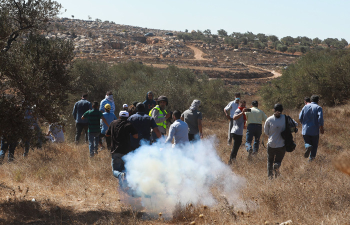 Appel pour une récolte pacifique des olives en Cisjordanie