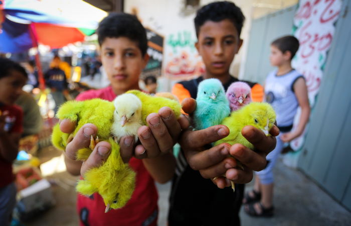 À vendre : poussins colorés. Marché de Rafah, bande de Gaza. 25 juin 2020. Abed Rahim Khatib/ Flash90