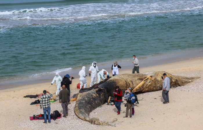 Des vétérinaires de la marine prélèvent des échantillons d'un rorqual commun de 17 mètres de long échoué sur la plage de Nitzanim, près de la ville d'Ashkelon, le 21 février 2021. Photo de Flash90