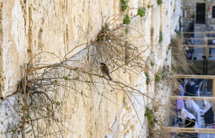 Le Mur Occidental abrite tout un écosystème : plantes, oiseaux, en partie responsable de son effritement. Photo Yaniv Berman Israel Antiquities Authority