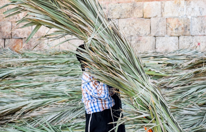 Les feuilles de palmiers serviront à recouvrir les souccot. La loi juive prescrit que le toit de la cabane doit laisser entrevoir les étoiles ©Cécile Lemoine/TSM