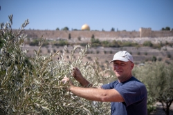 Une récolte des olives sous le signe de l’unité à Gethsémani