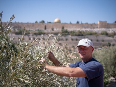 Une récolte des olives sous le signe de l’unité à Gethsémani