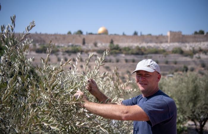 Une récolte des olives sous le signe de l’unité à Gethsémani