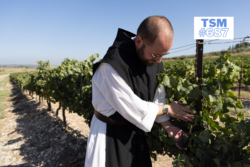 Latroun, la vigne du Seigneur