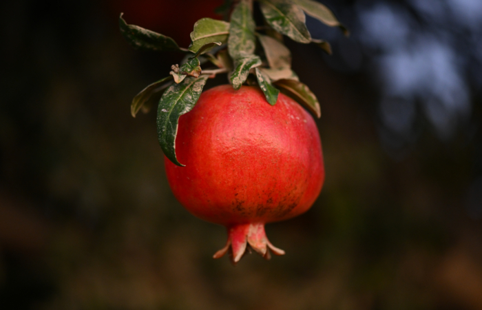 La grenade, fruit de saison, fruit de religion