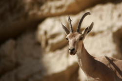 Ein Gedi, sur les  traces du roi David