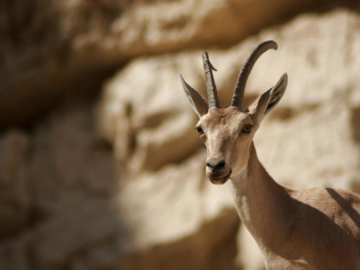 Ein Gedi, sur les  traces du roi David