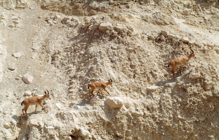 Petit groupe d’ibex si agiles sur les sentiers escarpés d’Ein Gedi.