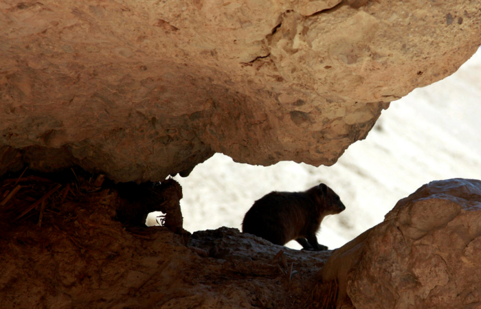 Daman sous roche ; 
petit mammifère déjà connu de la plus haute antiquité, dans son habitat familier.