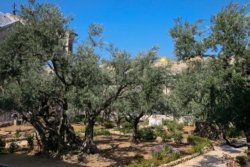 Gethsémani, lieu de lutte