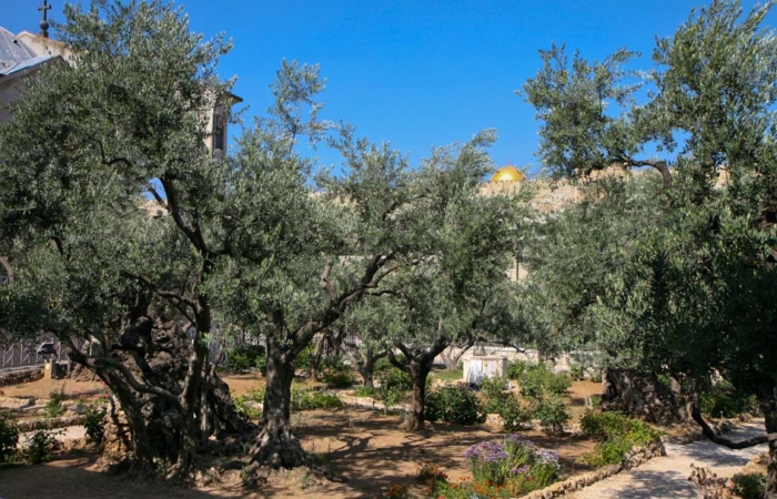 Gethsémani, lieu de lutte