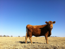 Du 7 octobre à la vache rousse et vice-versa