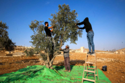 Palestinien: un peuple dans son terroir