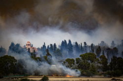 Feu de forêt près de Jérusalem: Latroun perd une partie de son vignoble