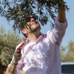 Le Consul Général de France à la cueillette des olives sur les terres de Taybeh. Octobre 2025. ©Paroisse de Taybeh