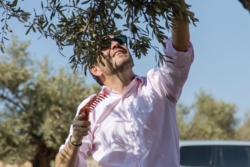 📺Délégations diplomatiques en soutien aux paysans de Taybeh pour la récolte des olives