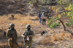 Les colons se déchaînent lors de la récolte des olives en Cisjordanie