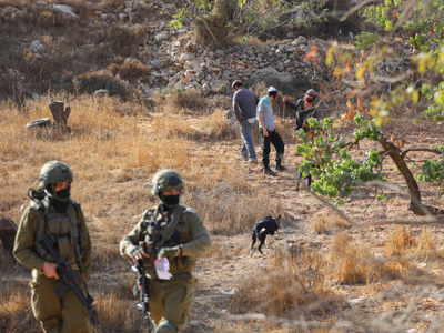 Les colons se déchaînent lors de la récolte des olives en Cisjordanie
