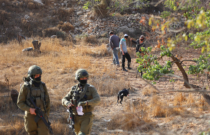 Les colons se déchaînent lors de la récolte des olives en Cisjordanie