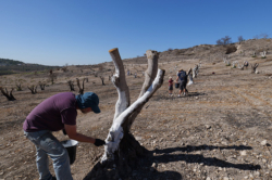 Latroun : 5000 oliviers mais pas de récolte possible cette année