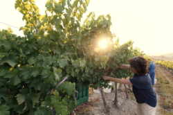 À Latroun, les vendanges se vivent autant qu’elles se récoltent