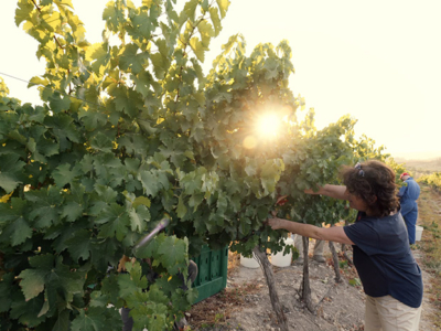 À Latroun, les vendanges se vivent autant qu’elles se récoltent