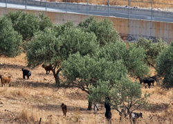 À Taybeh, les oléiculteurs privés d’accès à leurs arbres tandis que des colons récoltent leurs olives
