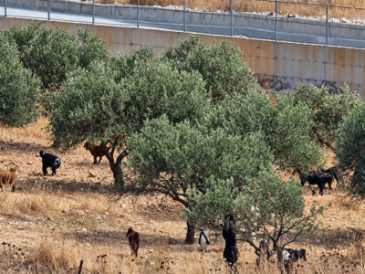 À Taybeh, les oléiculteurs privés d’accès à leurs arbres tandis que des colons récoltent leurs olives