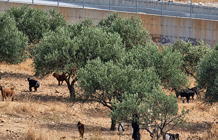 À Taybeh, les oléiculteurs privés d’accès à leurs arbres tandis que des colons récoltent leurs olives