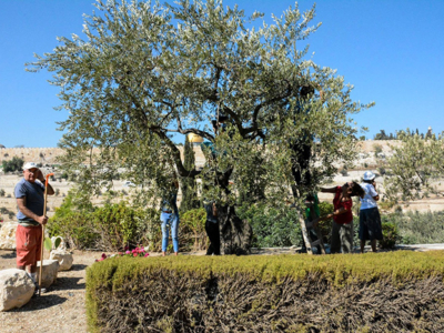La récolte des olives à Gethsémani : une expérience qui rassemble les peuples