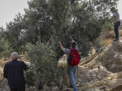 La récolte des olives se poursuit en Terre Sainte